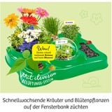 KOSMOS 632083 juguete y kit de ciencia para niños, Caja de experimentos Kit de experimentos, Botánica, 5 año(s), Multicolor