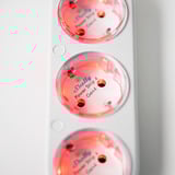 Shelly Paquete navideño 1, Conjunto 