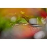 GARDENA Micro-Drip-System pieza en L 4,6mm (3/16"), Conexión gris oscuro