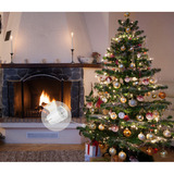 Shelly BUSHWB2, Conjunto 