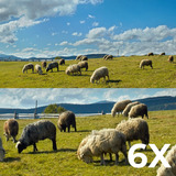 Reolink Reolink Trackmix Series G770 con Solarpanel 2, Cámara de vigilancia camuflaje