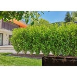 GARDENA Micro-Drip-System riego por goteo set para setos/arbustos, 50 metros, Goteros negro