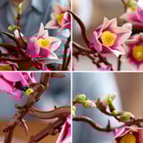 LEGO Botánicos Ramas de magnolia, Juegos de construcción Minorista