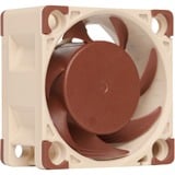 Noctua NF-A4X20 5V sistema de refrigeración para ordenador Carcasa del ordenador Ventilador 4 cm Beige, Marrón Ventilador, 4 cm, 5000 RPM, 14,9 dB, 9,4 m³/h, Beige, Marrón